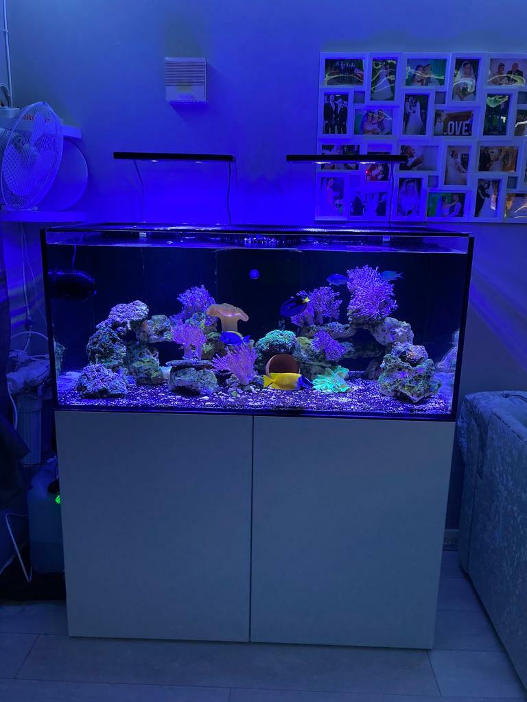 red sea tank for sale